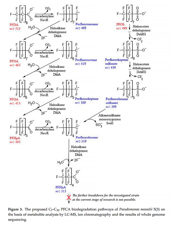 基于GenoLab M的全基因組測(cè)序揭示假單胞菌降解全氟羧酸的生物學(xué)機(jī)制 基于GenoLab M的全基因組測(cè)序揭示假單胞菌降解全氟羧酸的生物學(xué)機(jī)制