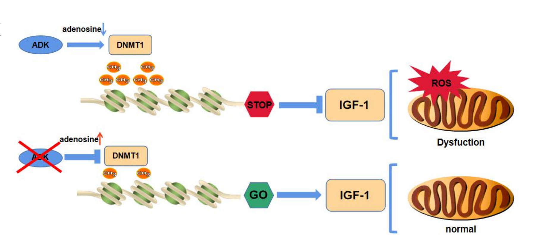 真邁生物GenoLab M平臺(tái)助力復(fù)旦大學(xué)附屬中山醫(yī)院心肌缺血再灌注損傷研究 真邁生物GenoLab M平臺(tái)助力復(fù)旦大學(xué)附屬中山醫(yī)院心肌缺血再灌注損傷研究